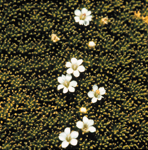Phyllachne colensoi