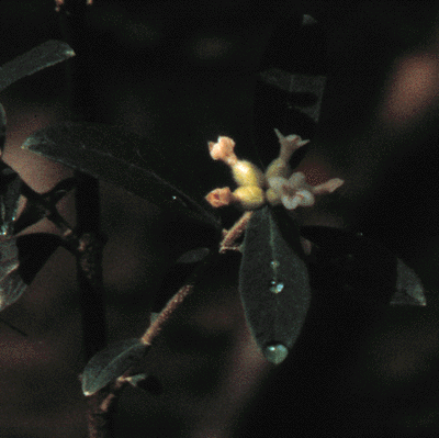 Pimelia drupacea