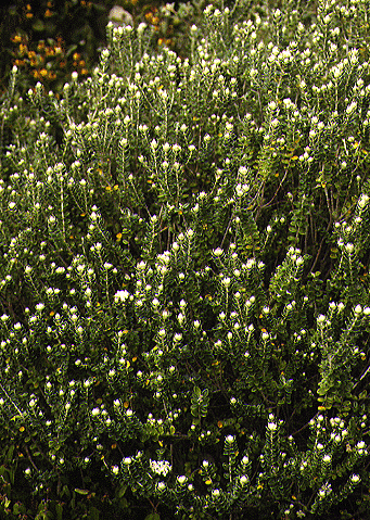 Pimelia nivea