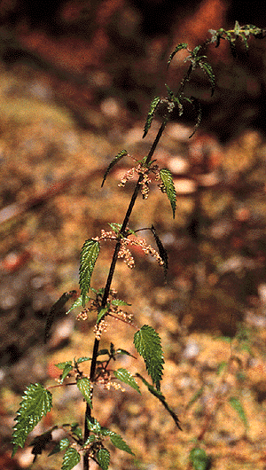 Urtica incisa