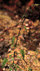 Species Information Page