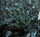 Species Information Page