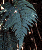 Species Information Page