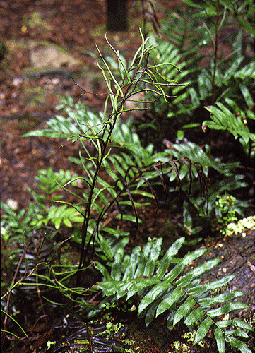 Blechnum wattsii  (Blechnum procerum)