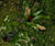 Species Information Page