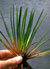 Species Information Page