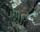 Species Information Page