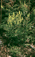 Species Information Page