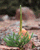 Species Information Page