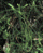 Species Information Page