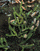 Species Information Page