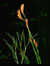 Species Information Page