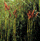 Species Information Page