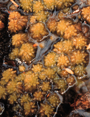 Sphagnum australe (Sphagnum cristatum)