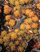 Species Information Page