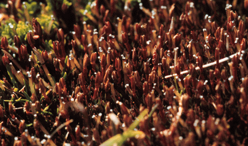 Centrolepis monogyna