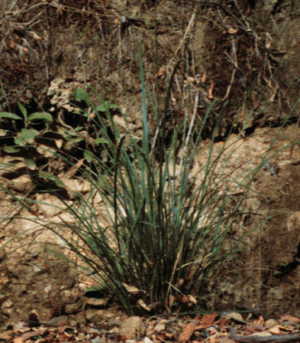 Carex appressa (Carex virgata)