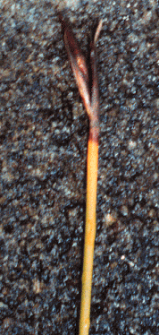 Lepidosperma filiforme