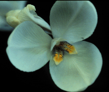 Diplarrena latifolia