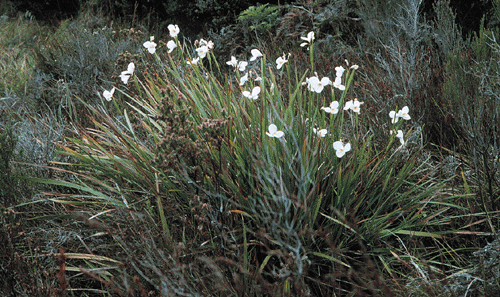 Diplarrena latifolia