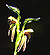 Species Information Page