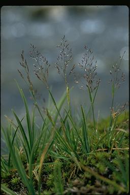 Agrostis parviflora