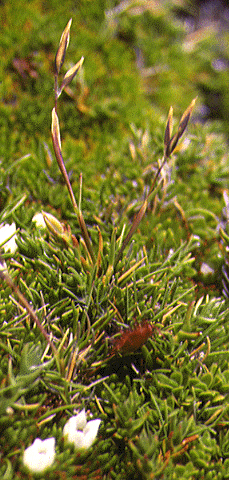 Danthonia pauciflora
