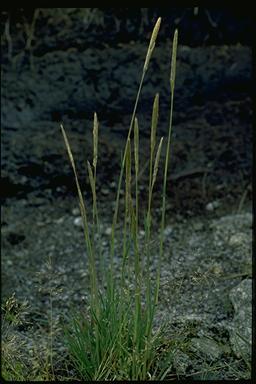 Deyeuxia carinata