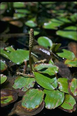 Potamogeton tricarinatus