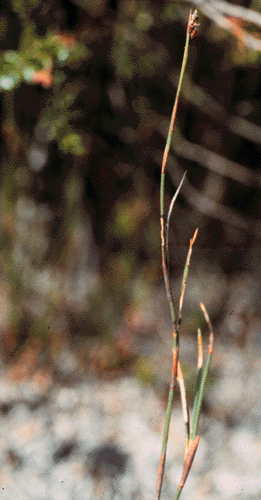 Lepyrodia tasmanica