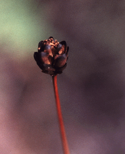 Xyris operculata