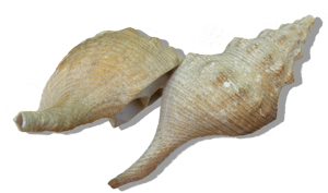 austrosipho maxima - whelk