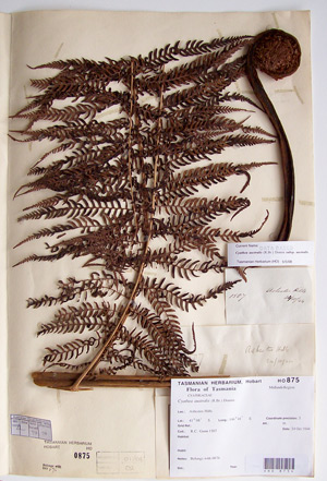 tree fern specimen