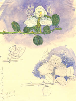 Capparis spinosa flower