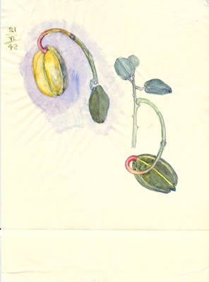Capparis spinosa fruit