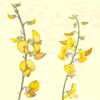 Crotalaria eremaea