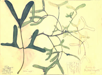 Erythrina vespertilio  leaves