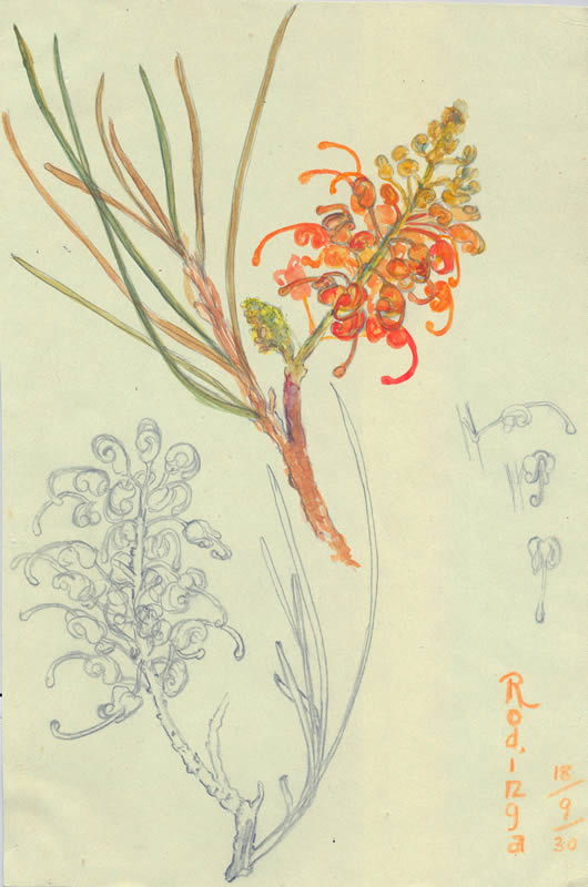 Grevillea juncifolia ssp juncifolia