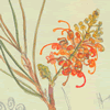 Grevillea juncifolia ssp juncifolia 