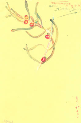 Lysiana exocarpi fruit