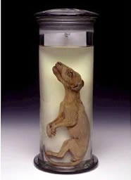 thylacine pup.