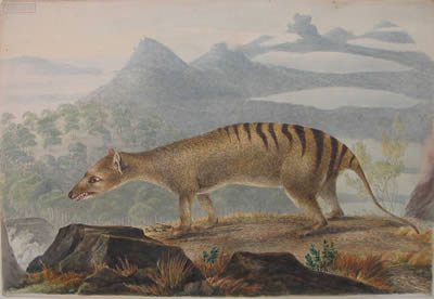 Painting of a thylacine by John Lewin