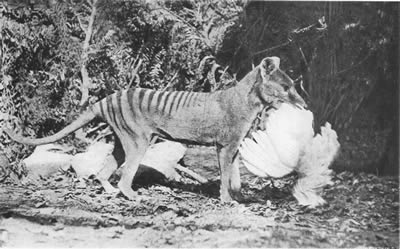 Thylacine with hen