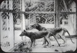 Thylacines at Beaumaris Zoo