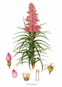 Illustration of Richea ×curtisiae by Margaret Stones